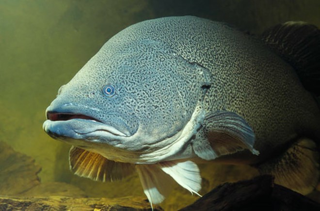 EGN-MR-Murray-cod-season-open---Murray-Cod_DPI.jpg